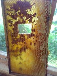 Beprobte Bienenwabe